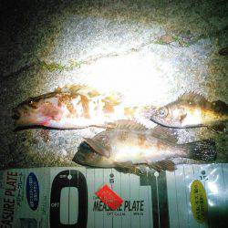 後輩に触発されての巻